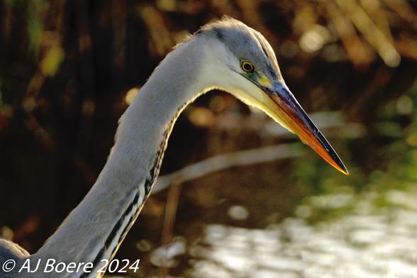 The grey heron is a large bird, standing up to 100 cm (40 in) tall and measuring 84–102 cm (33–40 in) long with a 155–195 cm (61–77 in) wingspan.[10] The body weight can range from 1.02–2.08 kg (2 lb 4 oz – 4 lb 9+1⁄4 oz) The plumage is largely ashy-grey above, and greyish-white below, with some black on the flanks. Adults have a white head and neck with a broad black supercilium that terminates in the slender, dangling crest, and bluish-black streaks on the front of the neck. The scapular feathers and the feathers at the base of the neck are somewhat elongated. Immature birds lack the dark stripe on the head and are generally duller in appearance than adults, with a grey head and neck, and a small, dark grey crest. The pinkish-yellow beak is long, straight, and powerful, and is brighter in color in breeding adults. The iris is yellow and the legs are brown and very long