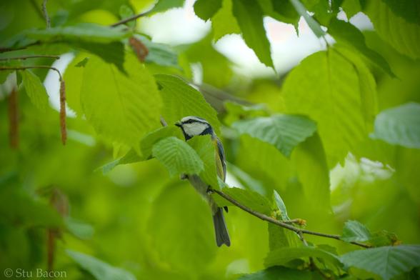 A photograph of a Blue Tit in amongst the leaves, a small green caterpillar in its beak