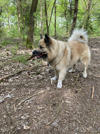 Bjarki, a beige Icelandic sheepdog with a curly fluffy tail and black tipped ears and snout has a stick in his mouth while standing in a forest setting