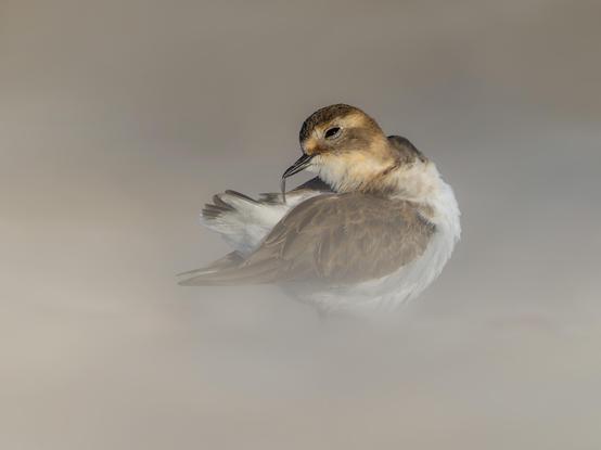 Basically what it says on the tin with a dark beige blurred foreground and background giving the image an ethereal feel.
