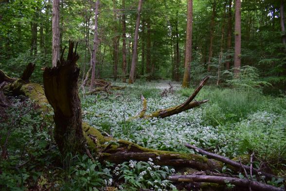 Das Bild zeigt einen ruhigen Waldweg, der sich sanft durch dort stehende Bäume schlängelt. Am Anfang des Weges sind liegen ein paar morsche Äste und links ein mit Moos bedeckter Baumstamm. Die Szenerie ist von einer friedlichen Atmosphäre geprägt, durch das dichte Blätterdach dringt ein weiches Licht auf den Boden.  

Der Weg selbst ist von Pflanzen weißen Blüten bedeckt, was ihm einen natürlichen, unberührten Charakter verleiht. Die Bäume auf beiden Seiten sind hoch. Weiter hinten scheint sich der Weg in eine geheimnisvolle Tiefe zu verlieren, wodurch eine fast märchenhafte Stimmung entsteht.