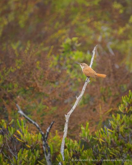 Vertical photo of a small, rust/orange color bird perched on the bare twig of a dead shrub.