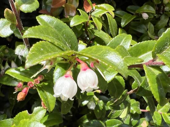 Evergreen huckleberry flowers and leaves in this photo from the trails on Trinidad Head. These trails provide excellent views of the California Coastal National Monument.