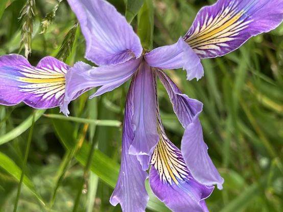 Purple, yellow, blue, and white of the Douglas’ iris in this photo from Trinidad Head today. The iris was blooming along the trail as we enjoyed the California Coastal National Monument overlooks.