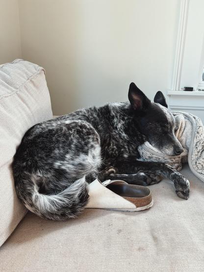 A black and white speckled dog is curled up and sleeping on a beige couch, resting its head on a soft, light-colored blanket. One of its hind legs is tucked under a white Birkenstock sandal. The scene is calm and cozy, with soft lighting coming from a nearby window.