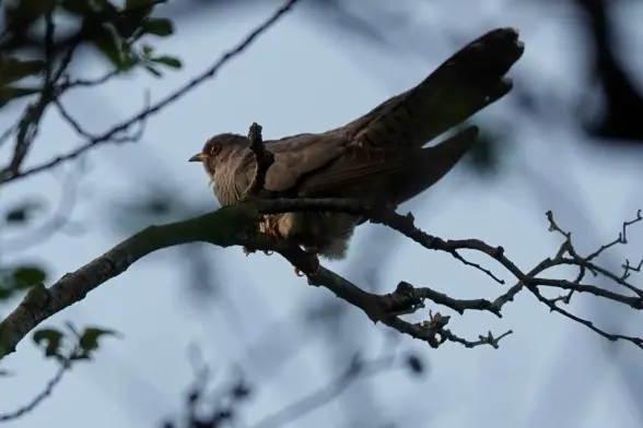 A cuckoo sitting in a tree on a bare branch.   Head an body partially lit by golden hour sun