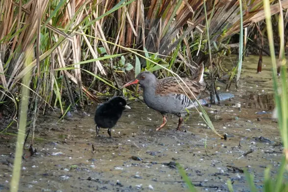 A ditch fallen dry with a water rail adult (grey head and chest, brown/beige wings, orange beak) and its fledgling ( all black with grey beak)