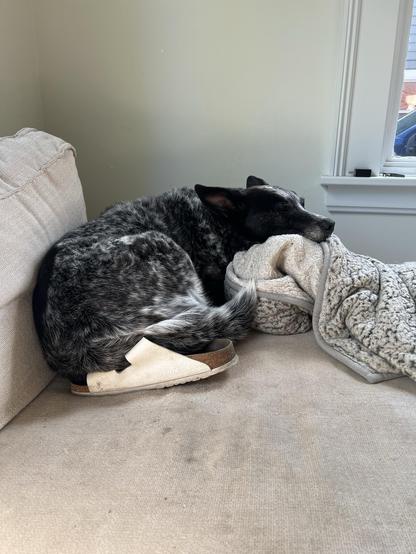 A dog with a speckled coat is curled up on a couch, resting its head on a soft blanket. A white sandal is visible near the dog's tail. Natural light is coming through a window in the background.