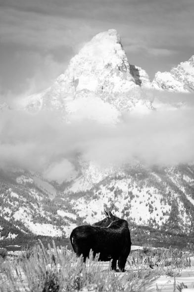 A moose looking backwards while walking on the brush at Antelope Flats, with Grand Teton in the background.
