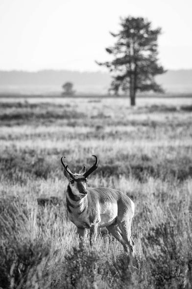 A pronghorn buck standing on a field of sage brush, with a tree in the background.