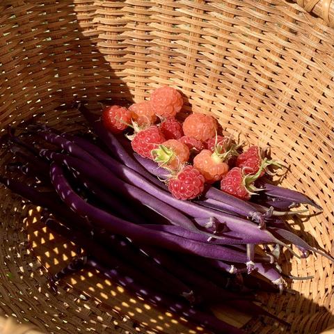 A woven basket contains purple string beans and a selection of red and golden raspberries, illuminated by soft, natural light.