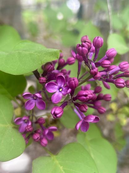 A deeper purple lilac inflorescence, mostly buds but a few of the little flowers are open. There are bright green leaves surrounding it.