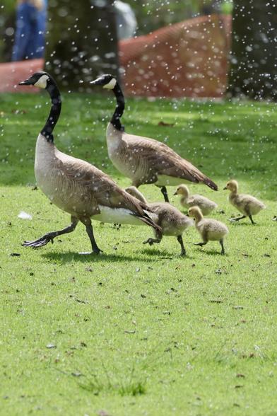 2 adult geese followed by 4 goslings in the spray of sprinklers.