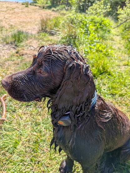 A chocolate brown spaniel soaking wet, sitting on grass and looking to left of frame.
His fur is clumped into thicker strands some of which are almost red in the sunshine
He has a blue collar with a grey tracking device visible with orange paw logo