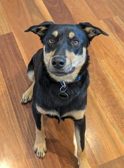 A black and tan kelpie
