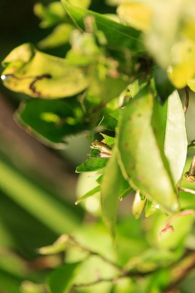 Spot the frog!

A tiny green frog perches on a green, grasshopper-eaten leaf, in the sun. There are a good many other leaves around and you have to look carefully to see the frog.