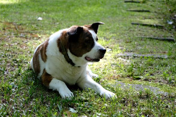 A white and brown dog lying at his recent favorite spot in his yard. Late afternoon sun is shining from behind him.
