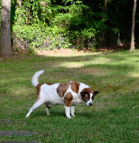 A white and brown dog caught in the middle of walking, looking toward the camera. Trees and leaves are far in the back.