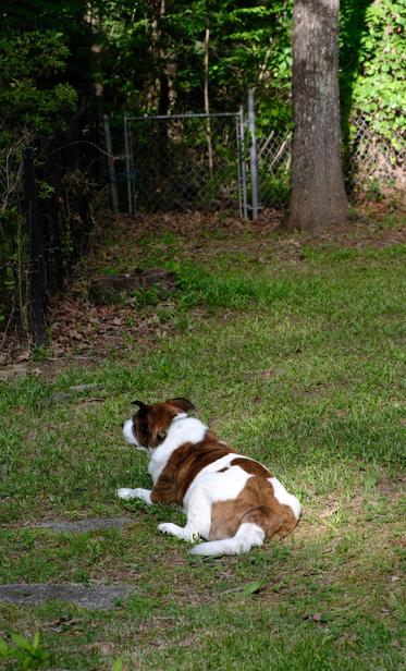 A white and brown dog lying on the ground in his yard looking toward the left of the screen. Trees are in the top background.