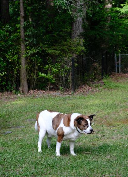 A white and brown dog standing in his yard looking toward the bottom right of the screen. Trees are behind him.