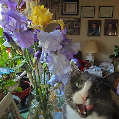A gray and white cat with green eyes, open mouth and tongue sticking out, is close to the camera, obscuring a vase of purple and yellow irises. The vase sits on a table amidst other plants, objects, and family photos, hung on the wall.