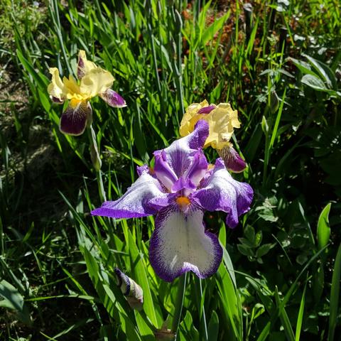 Yellow and purple, and white and purple bearded irises.