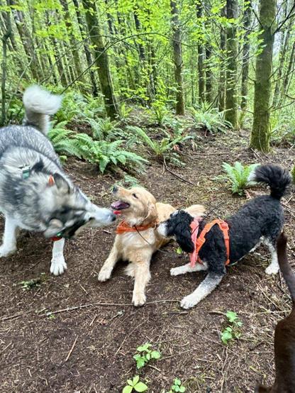 A golden retriever smiles as two other dogs playfully pounce at her from each side.