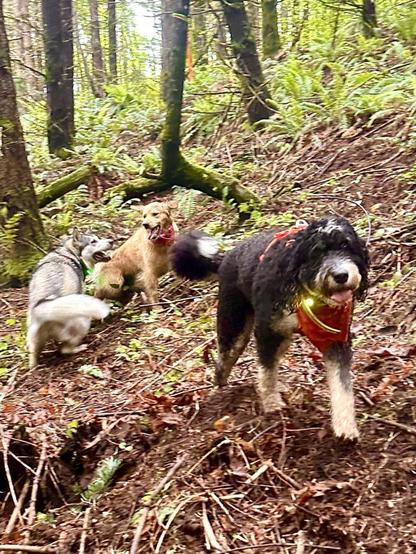 A bernedoodle climbs forward along a steep wooded hillside, while two other smiling dogs play-fight behind her.