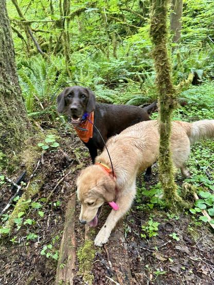 Two dogs happily clamber through an overgrown area of moss, ferns, and other wild greens.