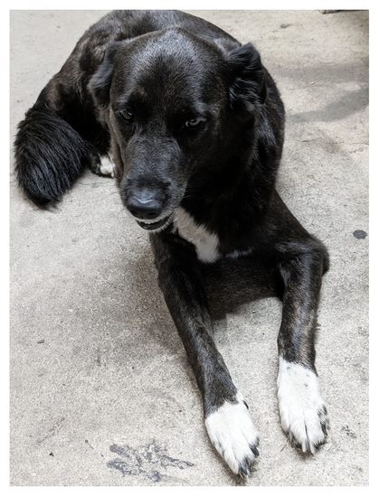 high-angle view of an elder border collie relaxing on cement, front paws out, smiling.