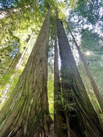 A view from the ground looking up at tall, textured trees in a lush forest, with sunlight filtering through the leaves. The composition showcases the height and majesty of the trees against a clear sky.