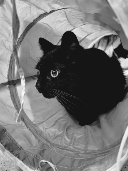 black and white photo of a black cat sitting in a cat tunnel toy.