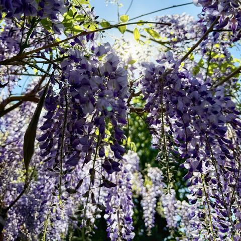Wisteria