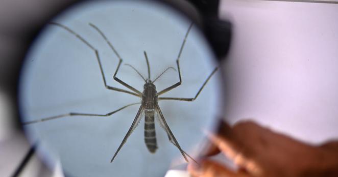 Dengue and chikungunya risk becoming endemic in Europe as mosquitoes head north – POLITICO