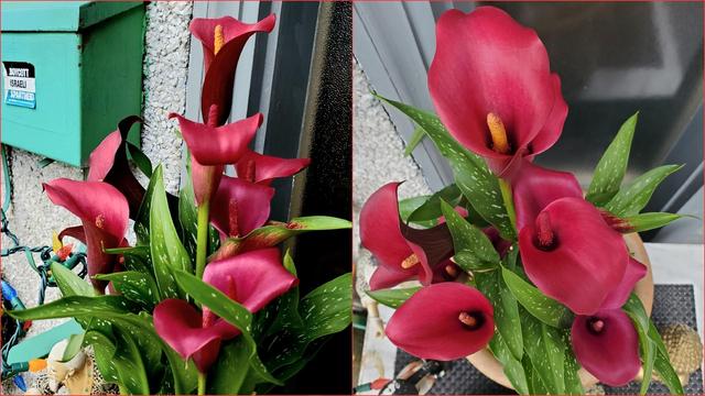 A split image showing a bouquet of red Calla lilies. On the left, the flowers are next to a light green box with a sticker that reads "Boycott Israeli Apartheid." A strand of colorful lights and a small statue are visible below. On the right, the same red Calla lilies are shown in a pot on a tiled surface. Each lily has a prominent yellow stamen.
