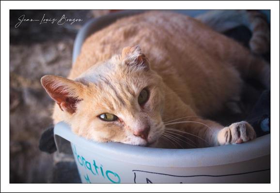 The image captures a close-up of a light brown cat with a relaxed demeanor, resting its head and front paw on the edge of a round container. The cat’s eyes are slightly open, conveying a calm, almost sleepy expression. Its fur is short, and the light emphasizes the soft texture, particularly around the ears and face. The container, likely made of plastic, is white with some blue writing visible on the side, though the text is partially out of focus. The overall scene suggests a quiet, comfortable moment, often associated with the peacefulness cats find in snug, enclosed spaces. The soft lighting and shallow depth of field highlight the cat as the central subject, enhancing the intimate and serene mood of the photograph.