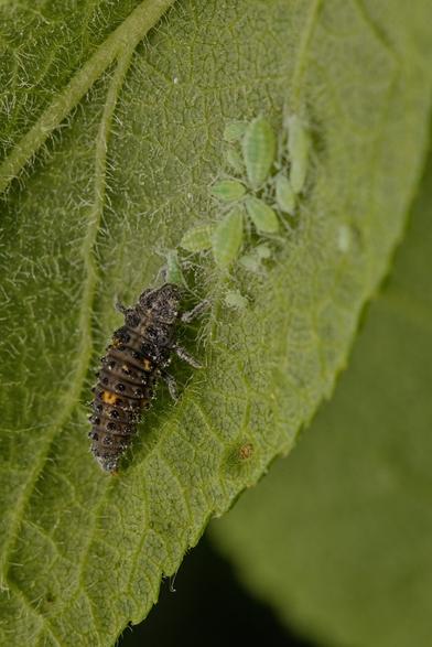 A black ladybug larva eating an aphid on the underside of a leaf. Some more aphids are sucking the plant juice in a group.