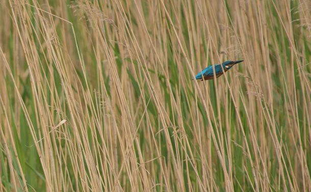 Un Martin-pêcheur (petit oiseau fleur fluo et orange avec un bec pointu) en vol entre des tiges de roseaux. Il a les ailes repliées et ressemble à une petite fusée