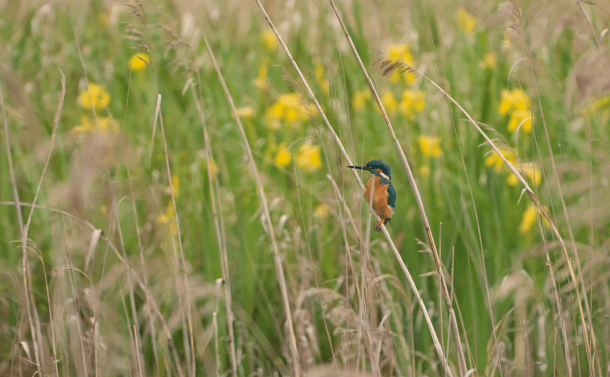 Un Martin-pêcheur posée sur un roseau avec des iris d'eau en arrière-plan.