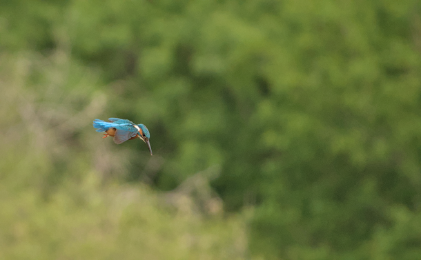 Un Martin-pêcheur en vol stationnaire. Son corps bleu (avec des touches de marrons oranges et de blanc et son long bec pointu) se détache de la végétation en arrière plan. Il commence à pencher la tête vers le bas.
