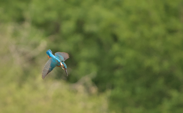 le Martin-pêcheur qui amorce son plongeon, il se penche vers le bas avec ses ailes dépliées