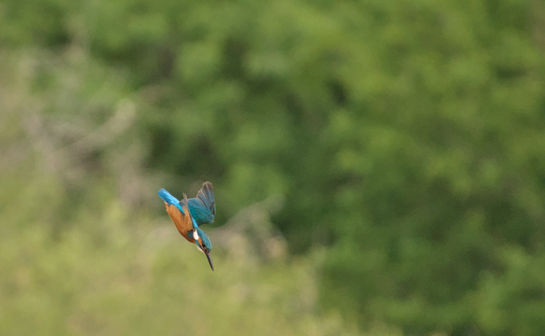 Le Martin-pêcheur qui commence à plonger avec ses ailes qui se replient.