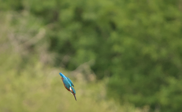 Le Martin-pêcheur qui plonge en piqué et qui ressemble à une petite fusée bleue