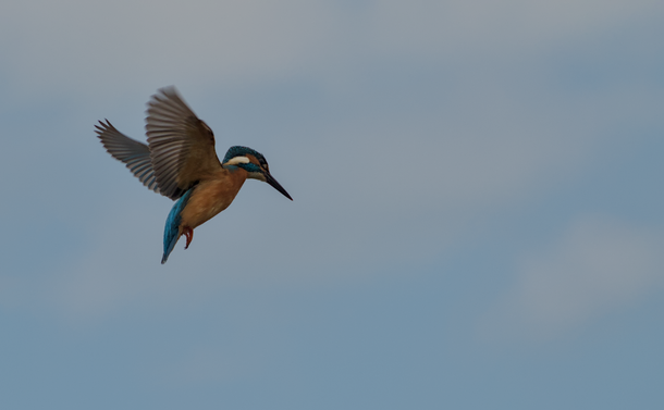 Un Martin-pêcheur en vol stationnaire et de près. Il a les ailes dépliées et montre son ventre et ses flancs oranges marrons.