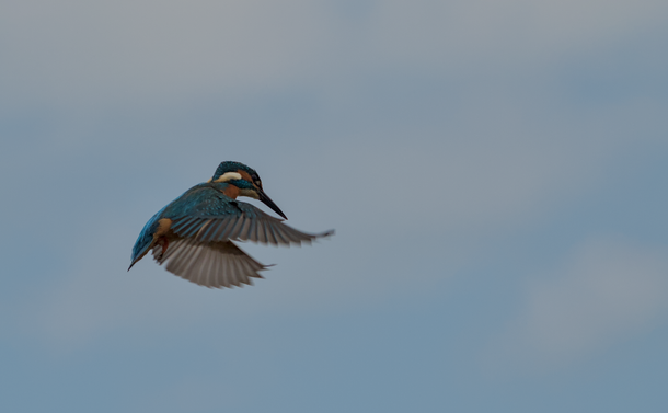 Un Martin-pêcheur en vol stationnaire,proche de l'appareil photo. il a les ailes devant son corps pendant qu'il regarde au loin et vers le bas.
