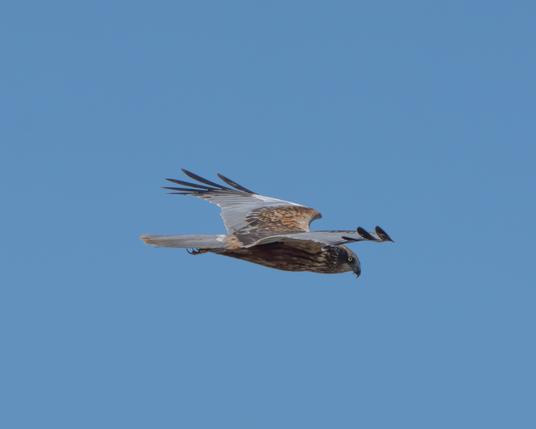 Marsh harrier in flight