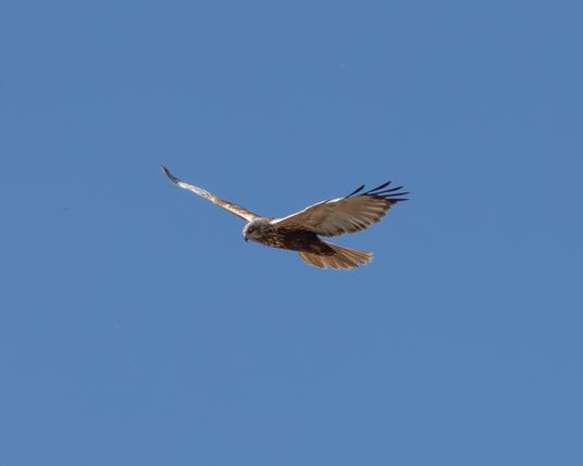 Marsh harrier in flight