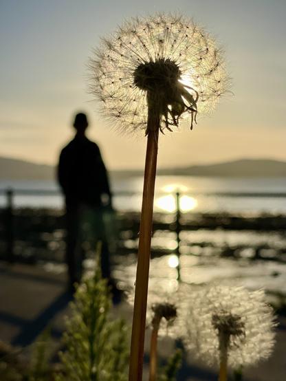 Dandelion seed head