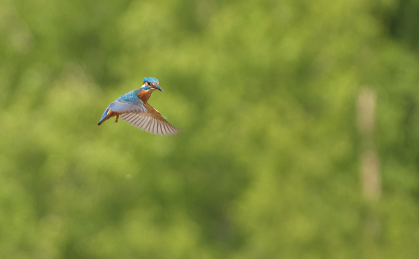 Un Martin-pêcheur en vol stationnaire. Il a les ailes dépliées un peu devant son corps et regarde vers l'objectif