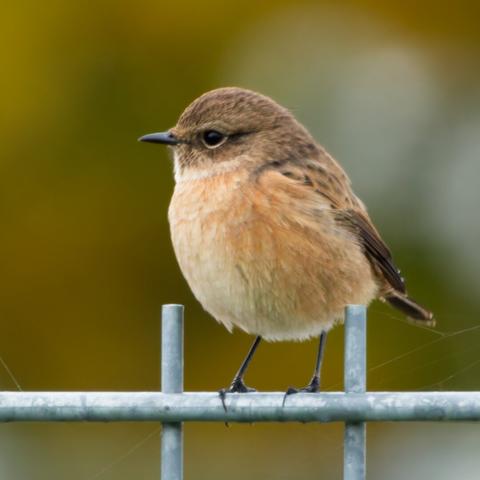 A female whinchat sitting on a fence and looking to the side